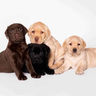four Labrador puppies in an Auckland studio