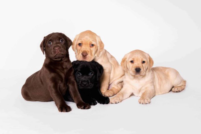 Cats & Dogs four Labrador puppies in an Auckland studio