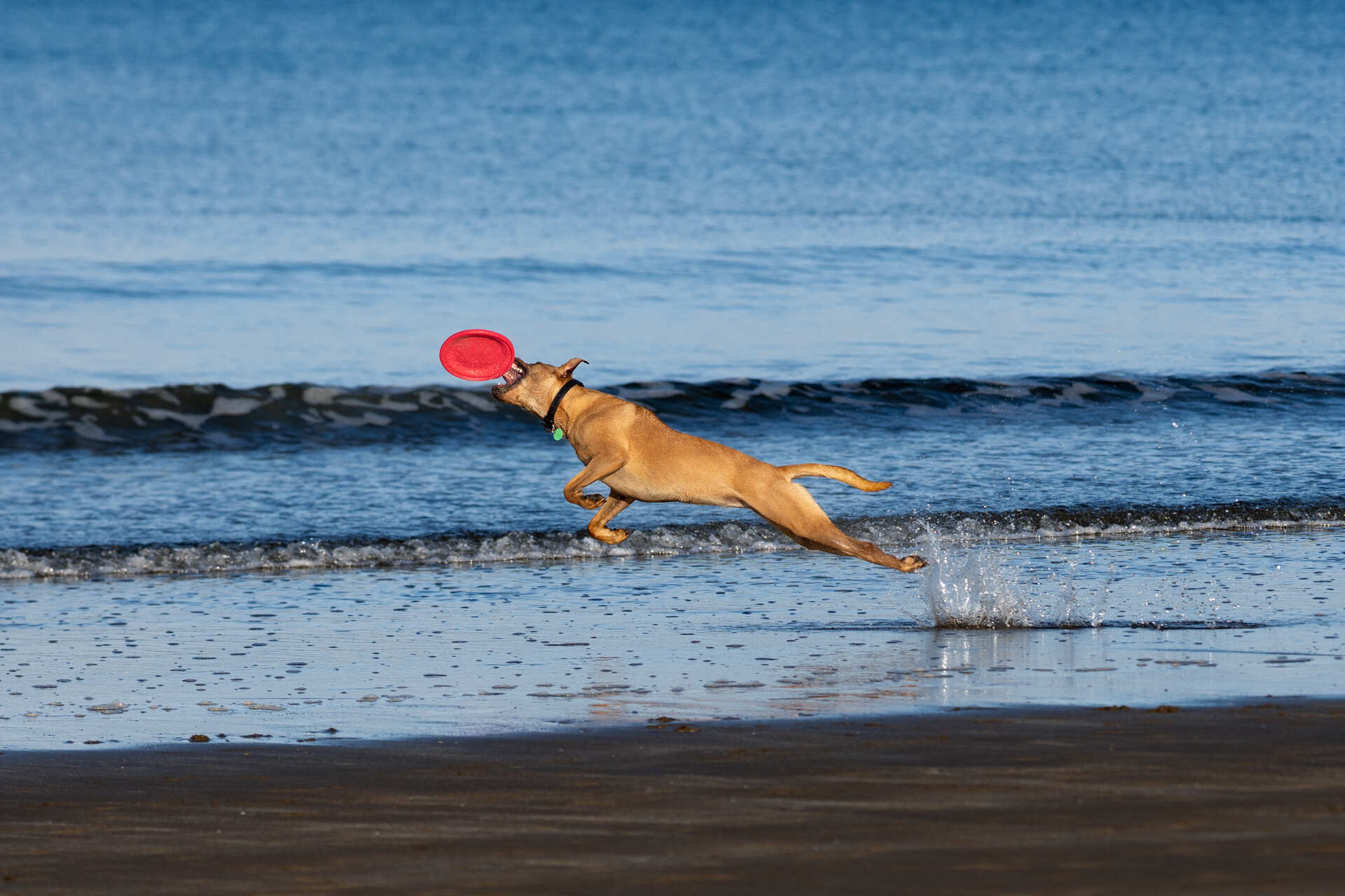 Pet Photography Auckland