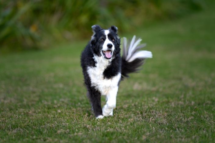 Pet Photography Auckland