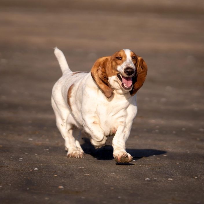 Dogs & Pets Bloodhound Dog running at the beach